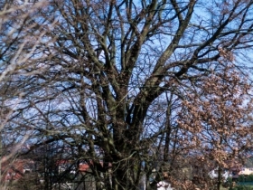 IMGP9943 (Medium)