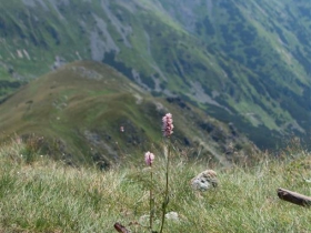 IMGP4450 (Medium)