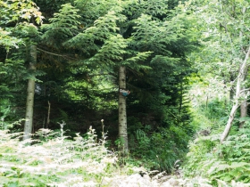 IMGP7424 (Medium)
