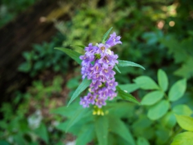 IMGP7646 (Medium)