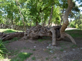 IMGP3990 (Medium)